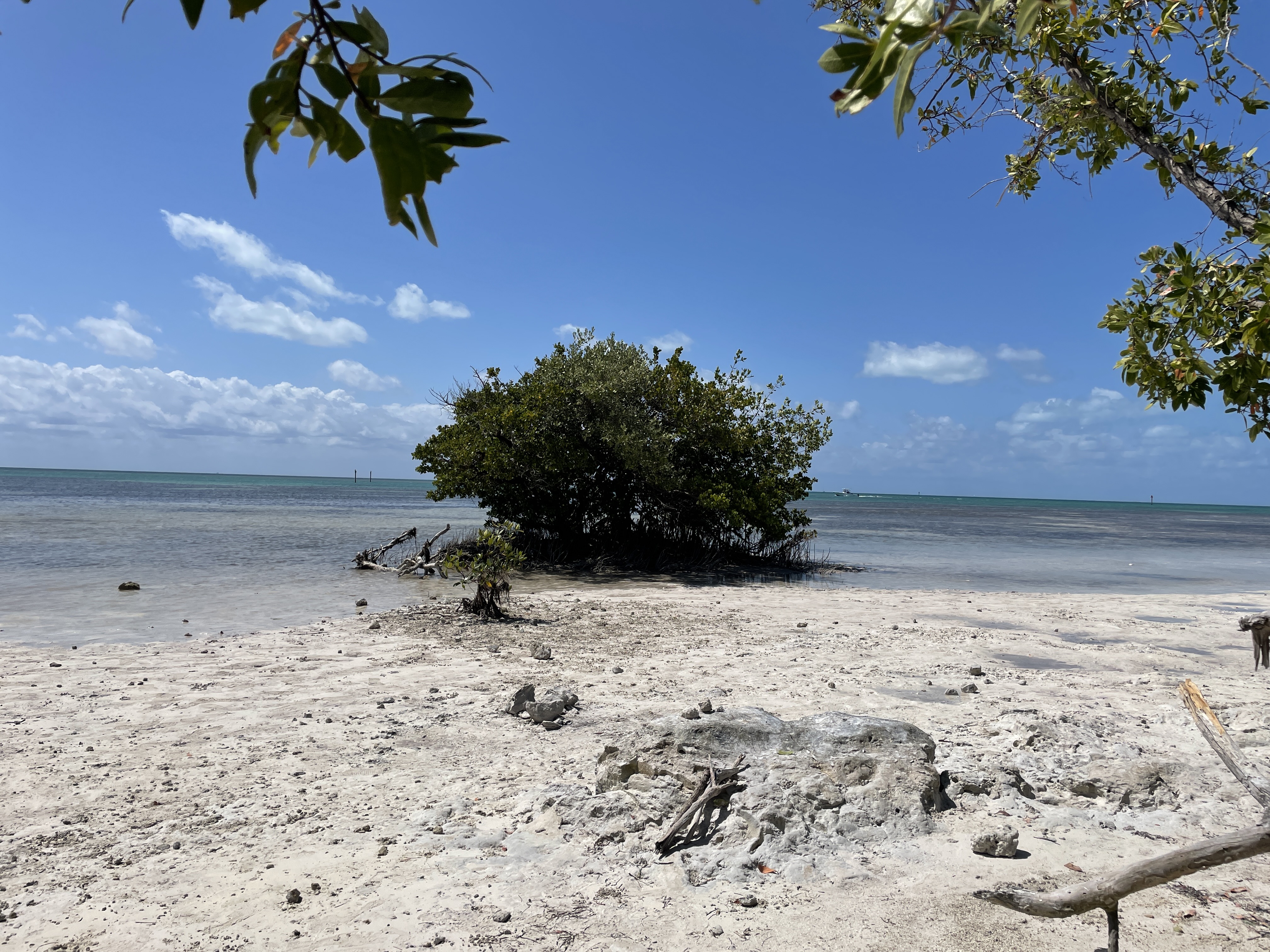 Mangroves in the Florida Keys - Anne's Beach 