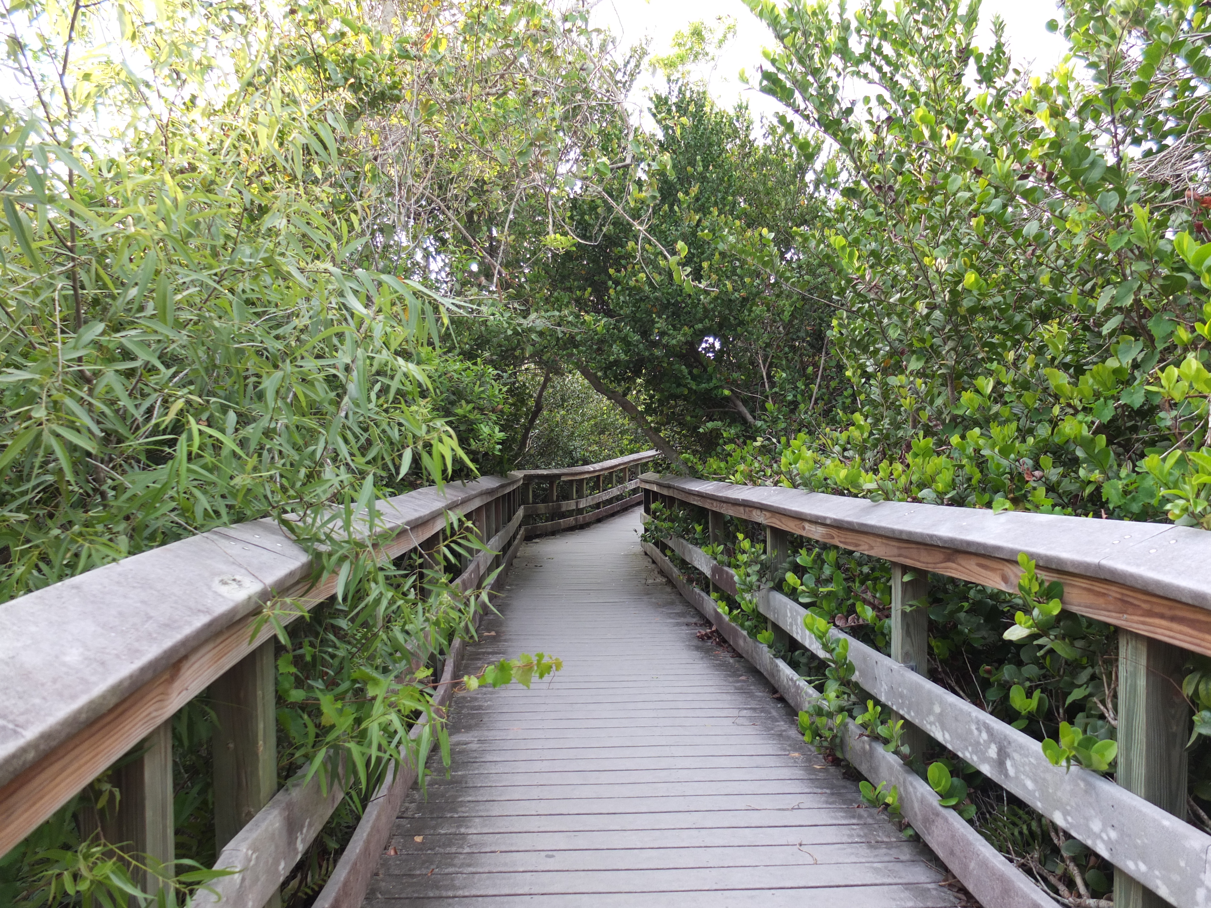 Read more about the article How to spend ONE DAY in the Everglades from Miami