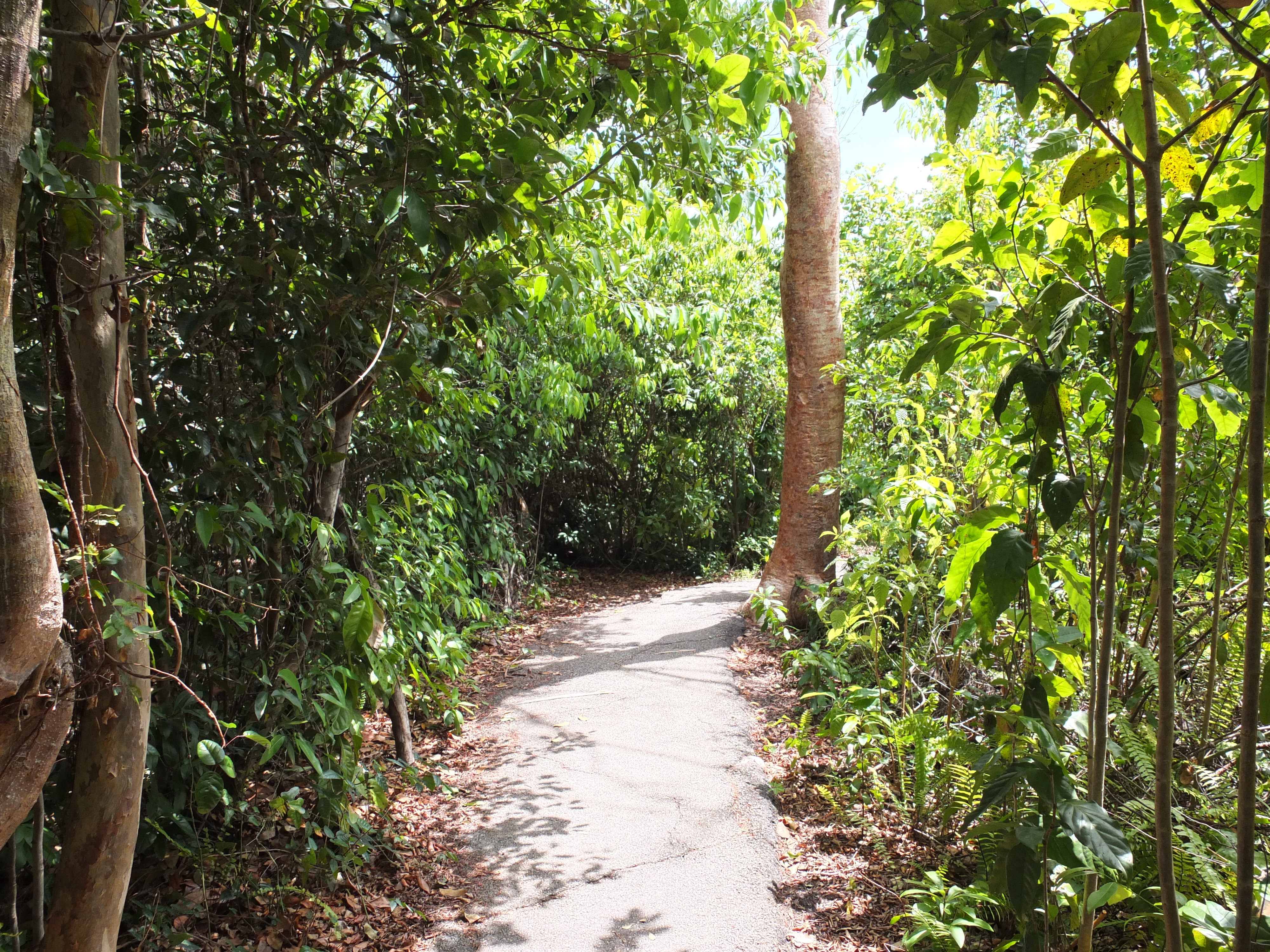 Gumbo Limbo trail in the Everglades National Park 