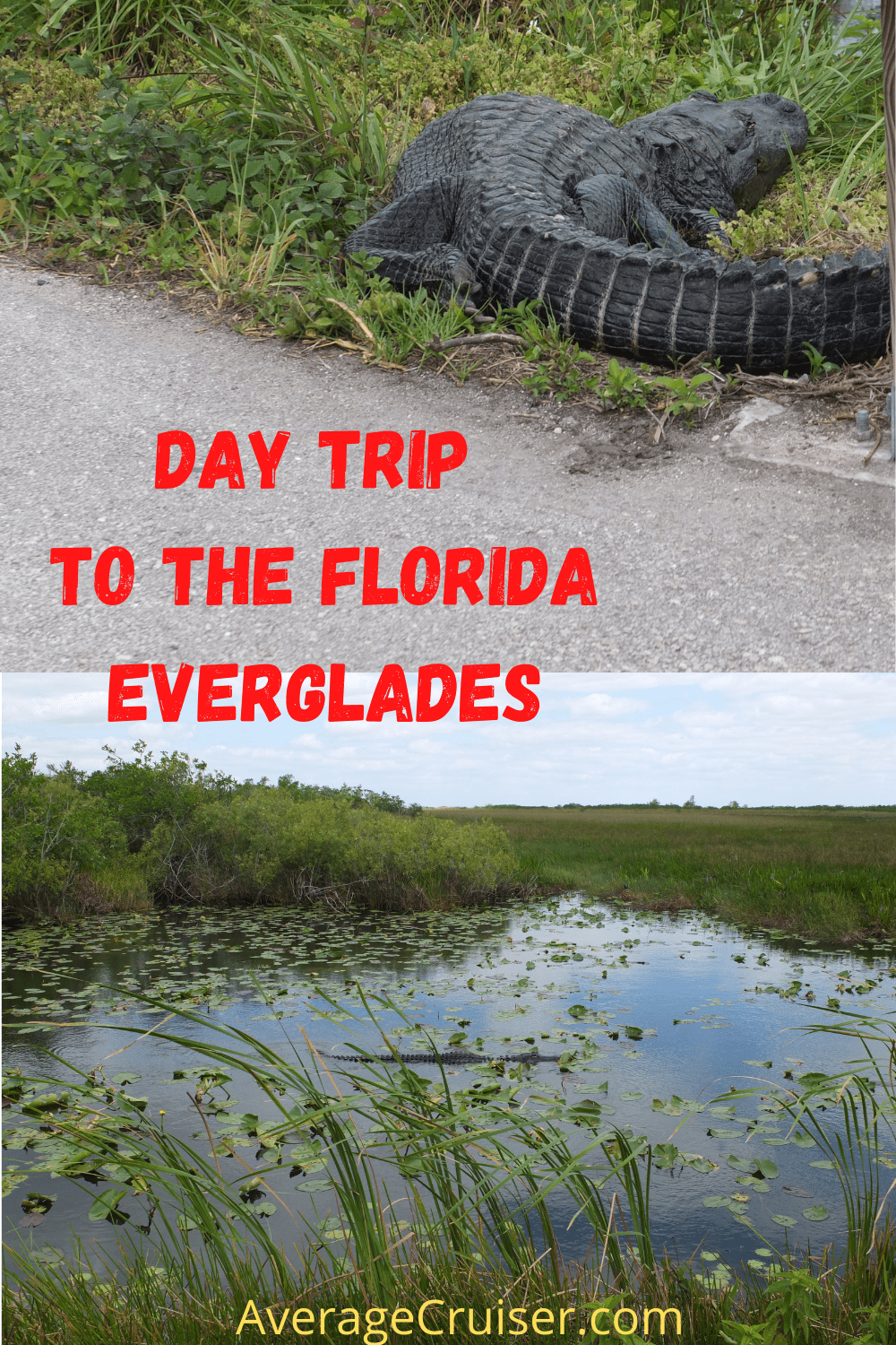 How to spend ONE DAY in the Everglades from Miami - Average Cruiser