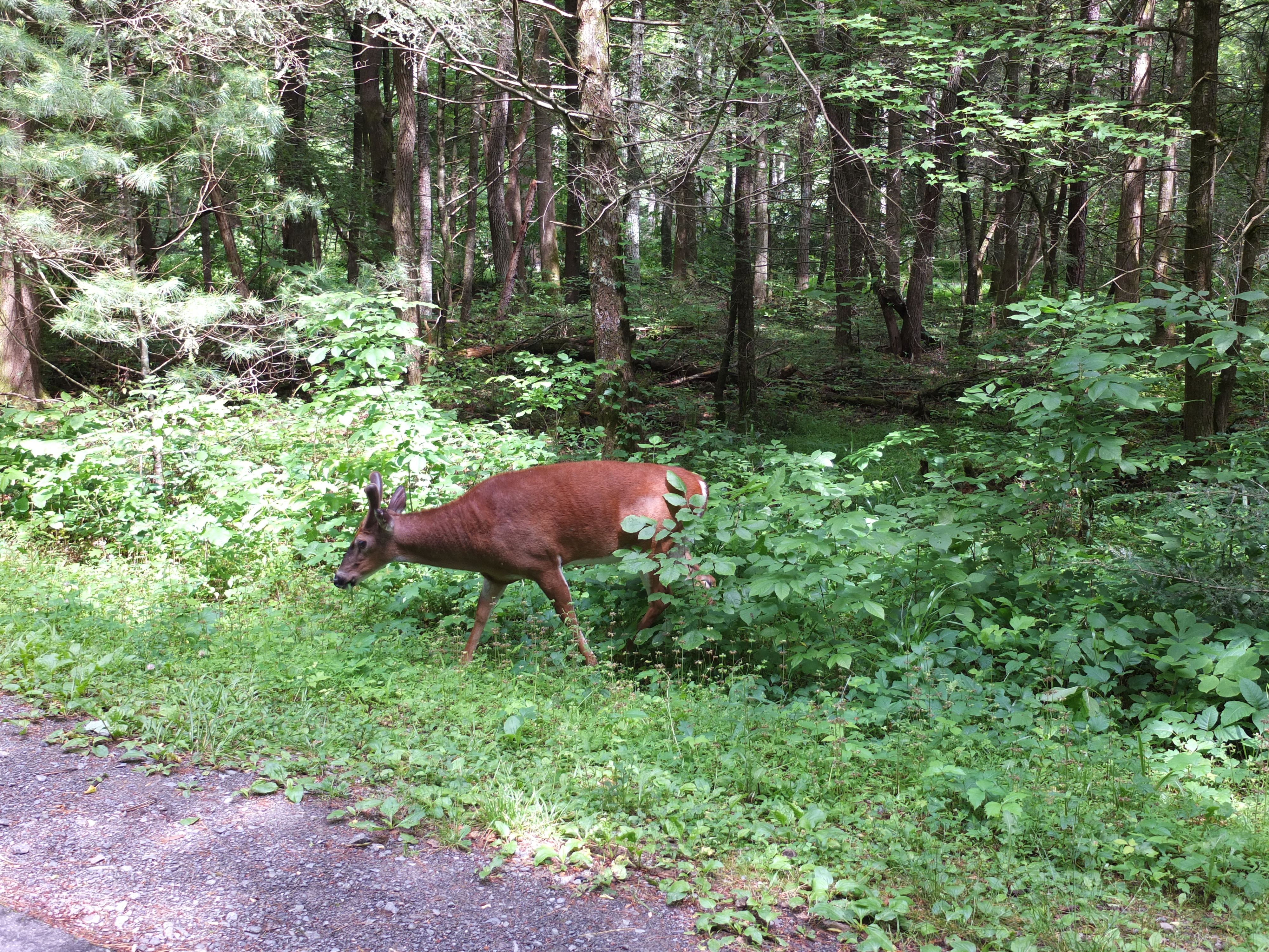 Wildlife in the Great Smoky Mountains
