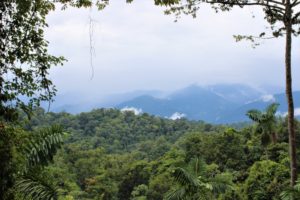 Veragua Rainforest