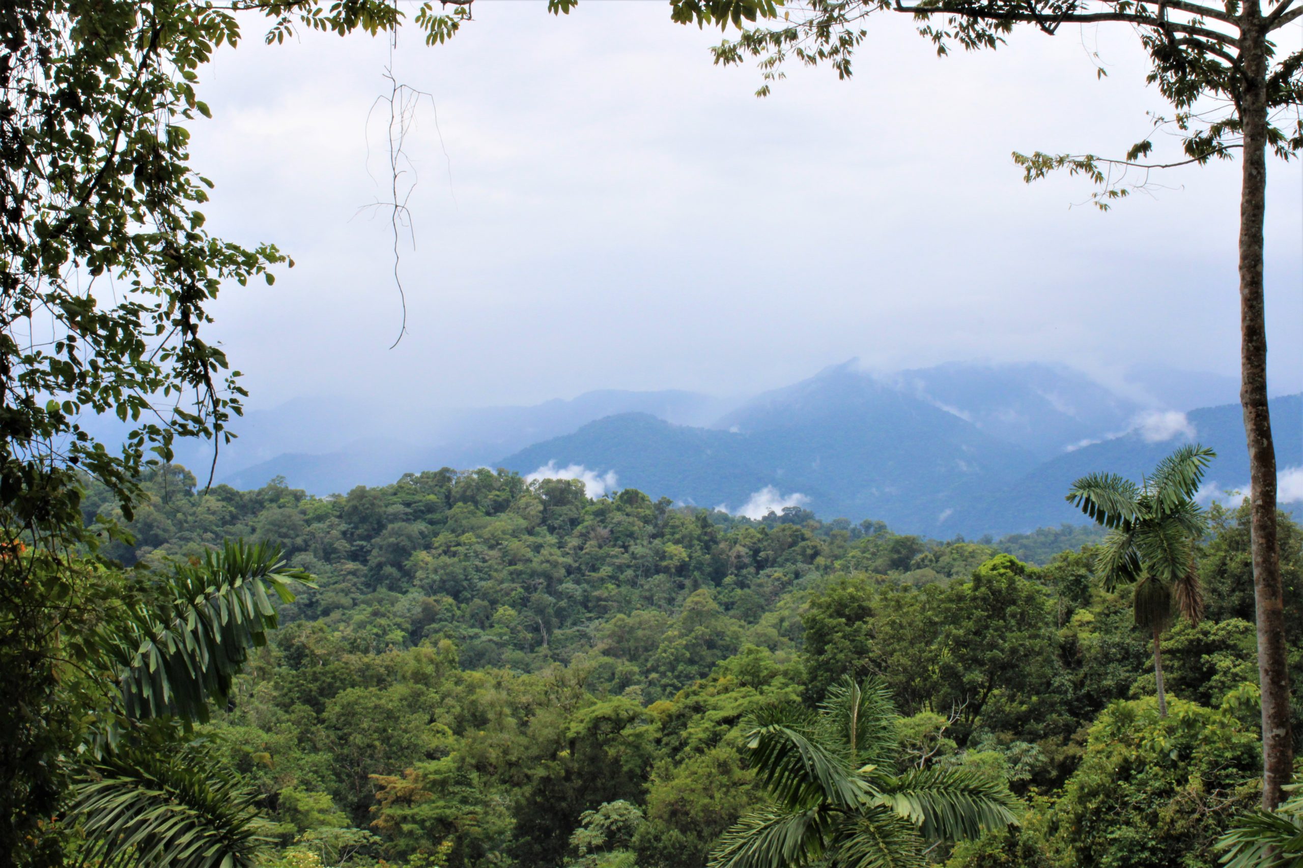 Read more about the article Veragua Rainforest in Limon, Costa Rica: Carnival Pride Review Day 4
