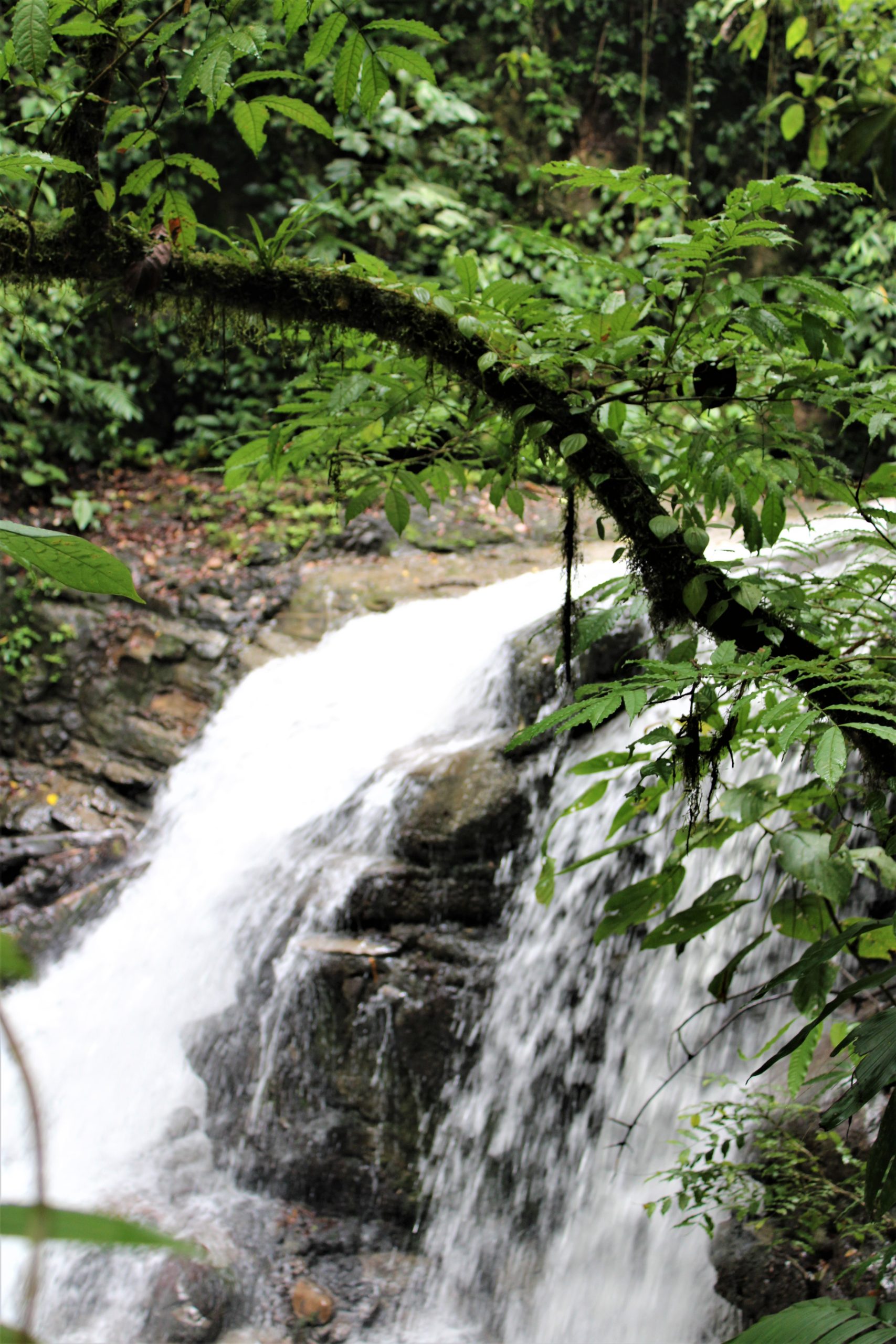 Waterfall Veragua Rainforest