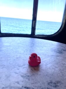 cruise duck