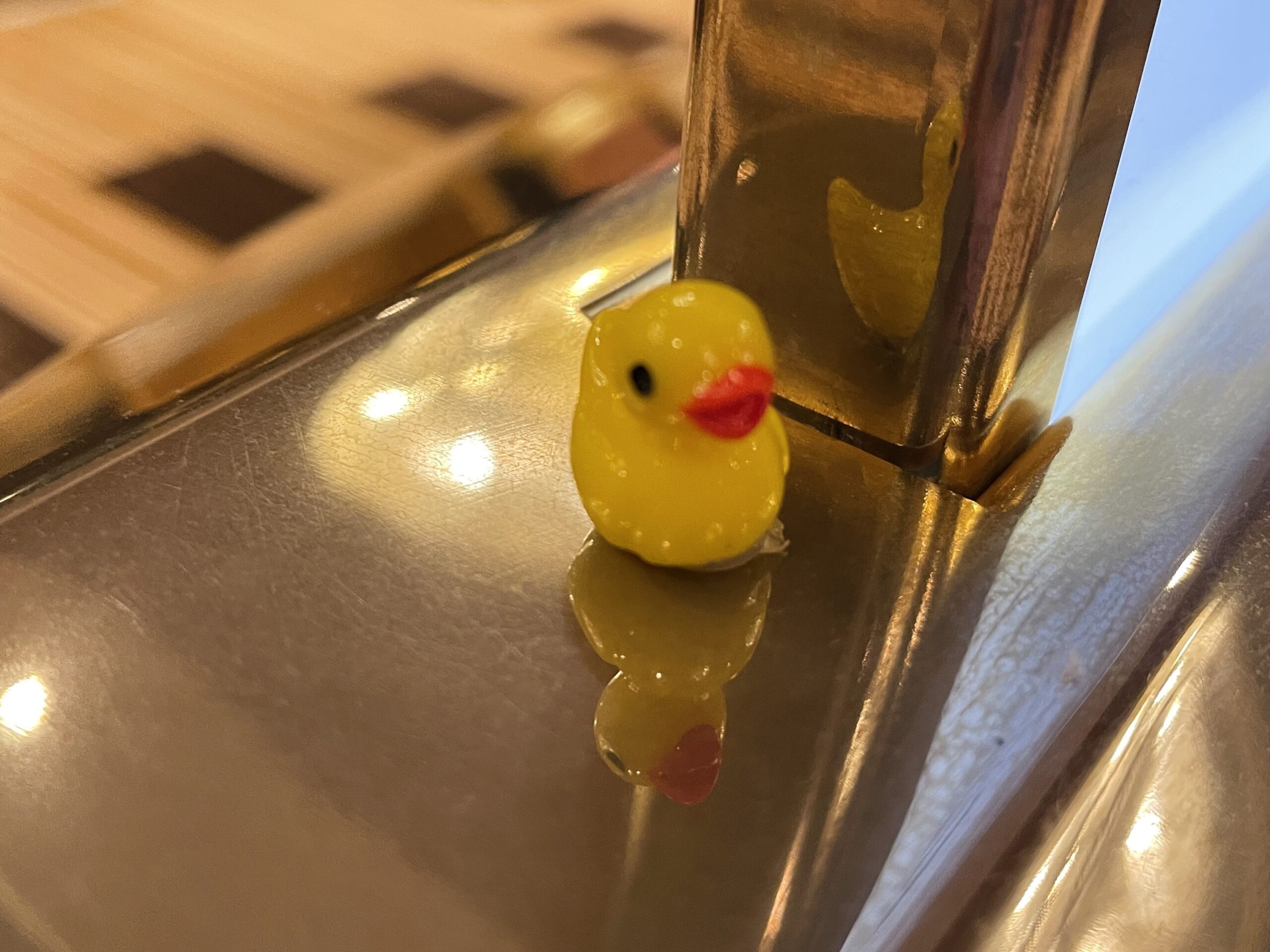 Read more about the article Ducks on a Cruise Ship?